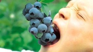 Spis blåbær lige fra busken