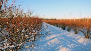 Vinter hos Halskenbjerg blåbær